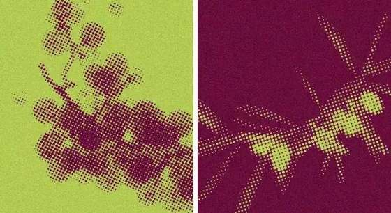 Un grappolo d'uva e un ramo d'olivo a retino, nei colori di Perenne²