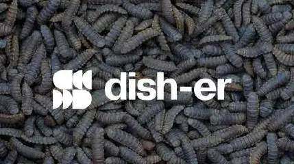 Il marchio dish-er su una foto di larve di Hermetia illucens