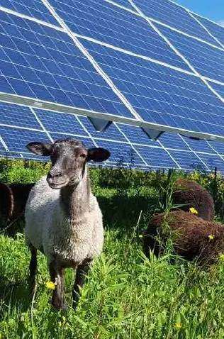 Una pecora al pascolo sotto i pannelli di un impianto agrivoltaico