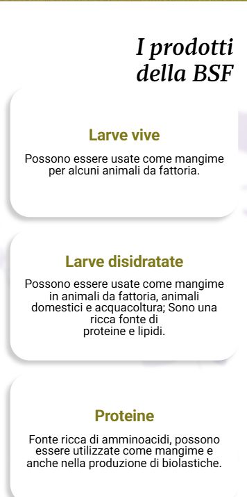 I prodotti della mosca soldato nera: larve vive, larve disidratate, proteine