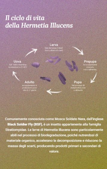 Il ciclo di vita della Hermetia illucens: uova, larva, prepupa, pupa, adulto