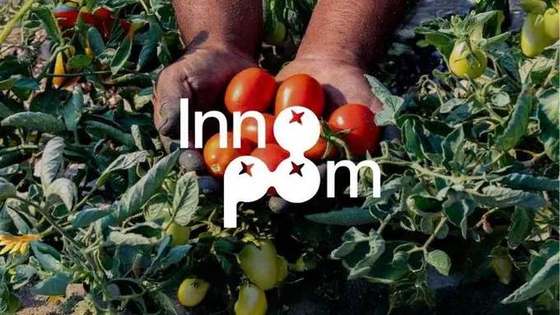 Mani che raccolgono pomodori maturi in campo, con il marchio Innopom